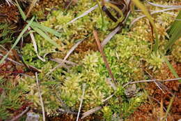 Image of Sphagnum cristatum Hampe 1874