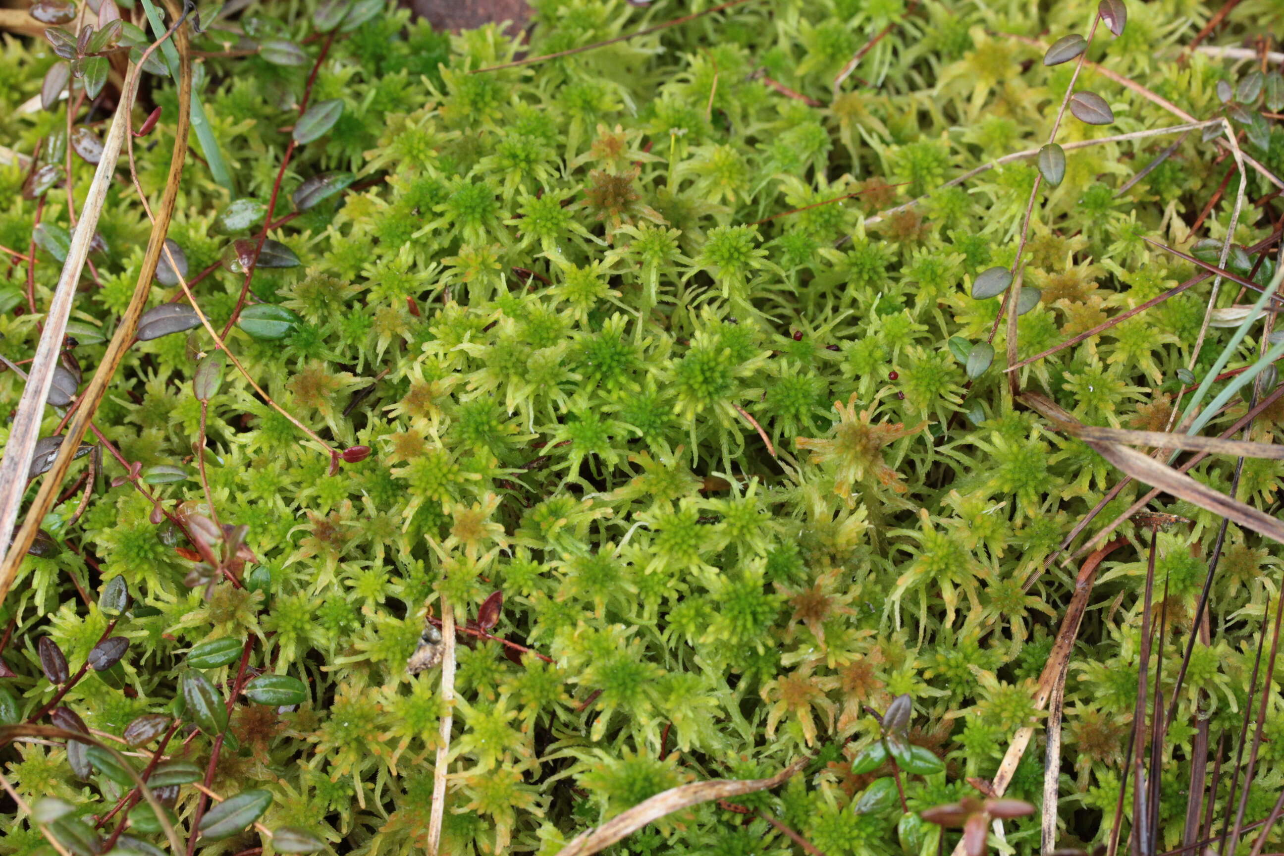 Image of flat-topped bog-moss