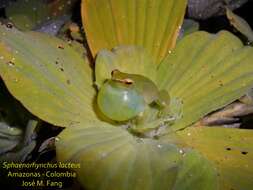 Image of Orinoco lime treefrog