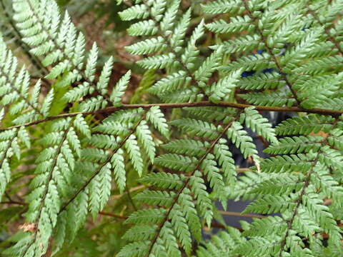 Image of Dicksonia lanata subsp. lanata