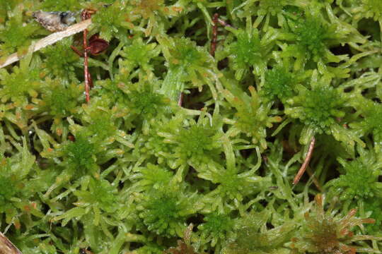 Image of flat-topped bog-moss