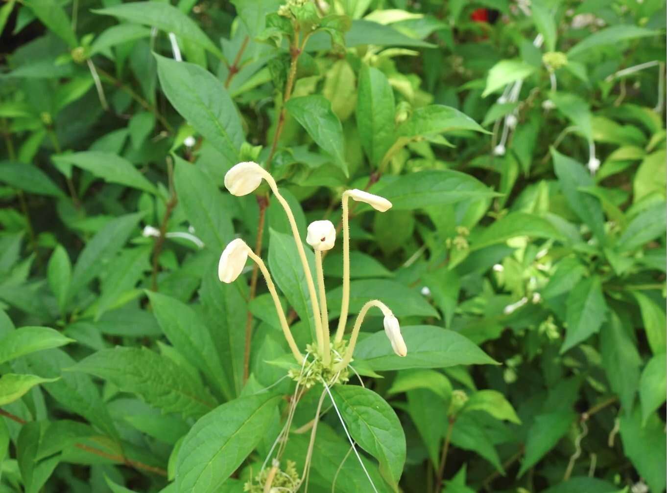 Слика од Rotheca microphylla (Blume) Callm. & Phillipson