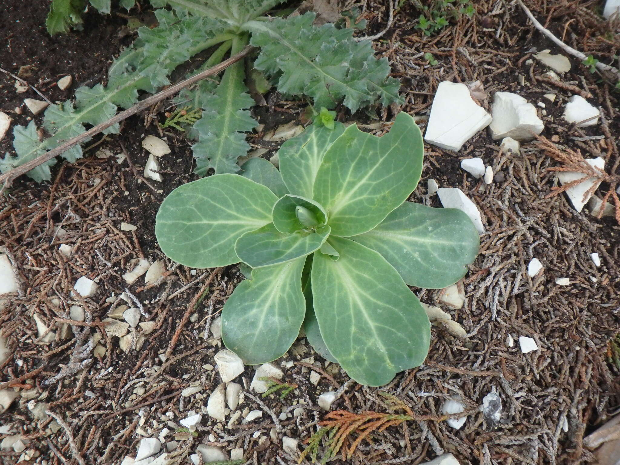 Image of Hylotelephium caucasicum (Grossh.) H. Ohba