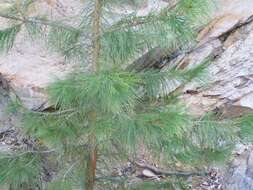 Image of Chihuahuan pine