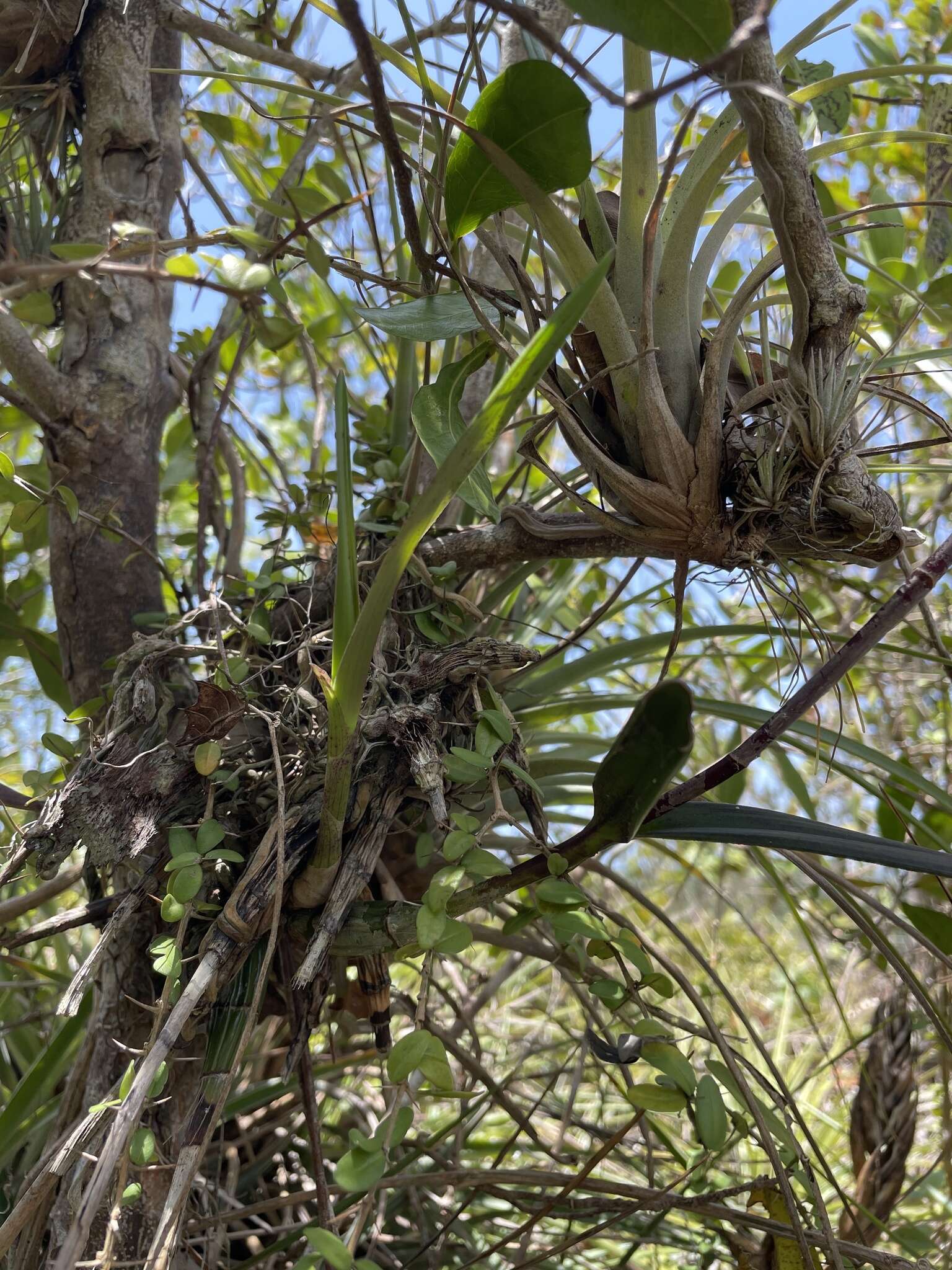 Image of Kraenzlin's Epidendrum