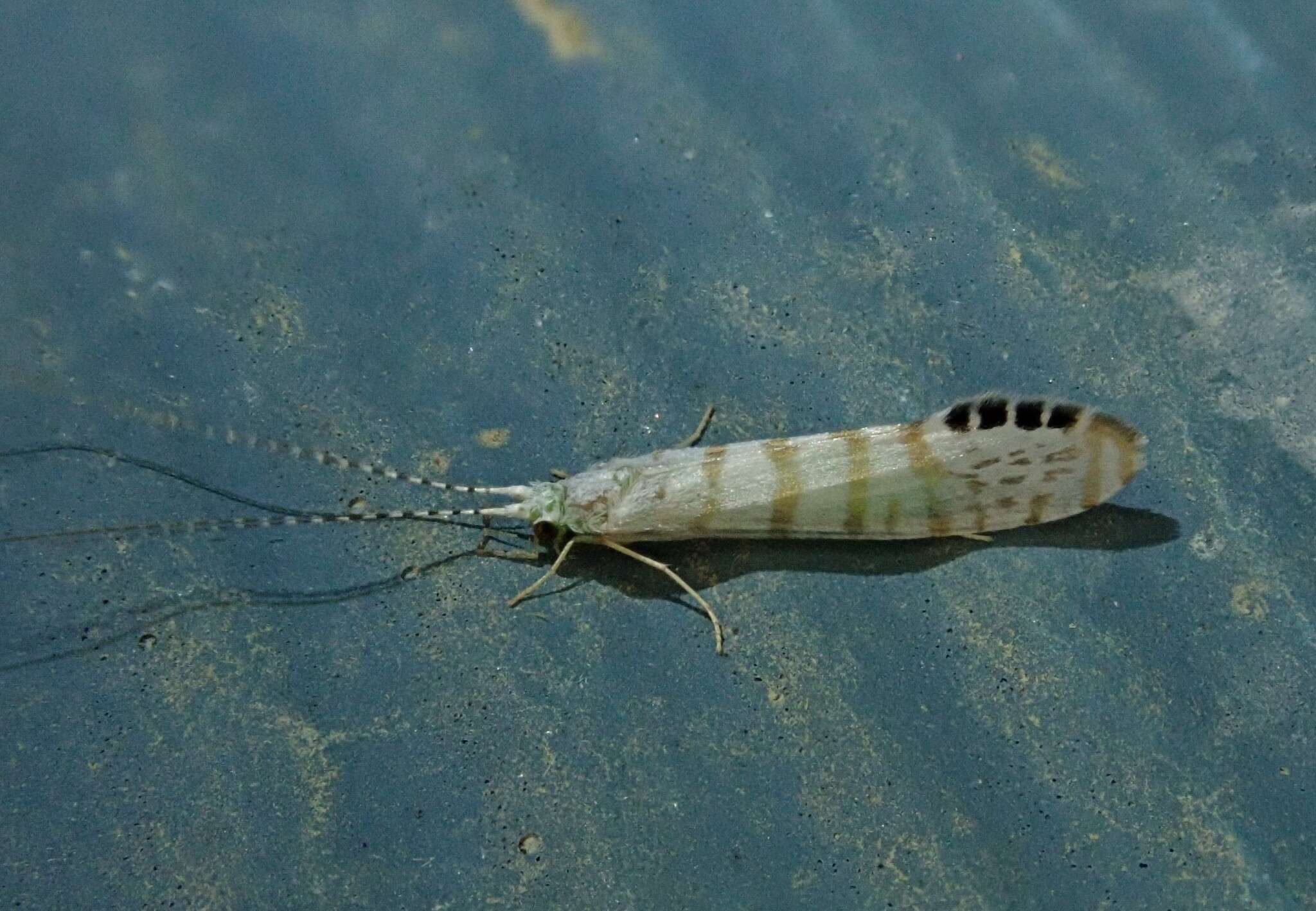 Image of Nectopsyche exquisita (Walker 1852)