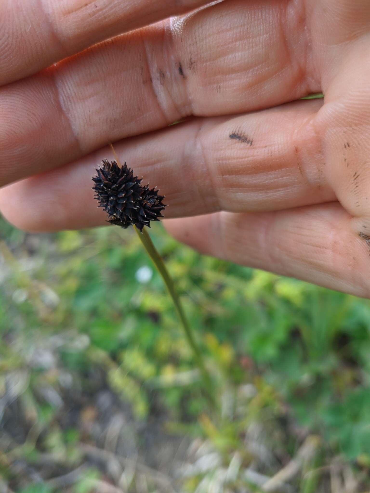 Carex melanocephala Turcz. resmi