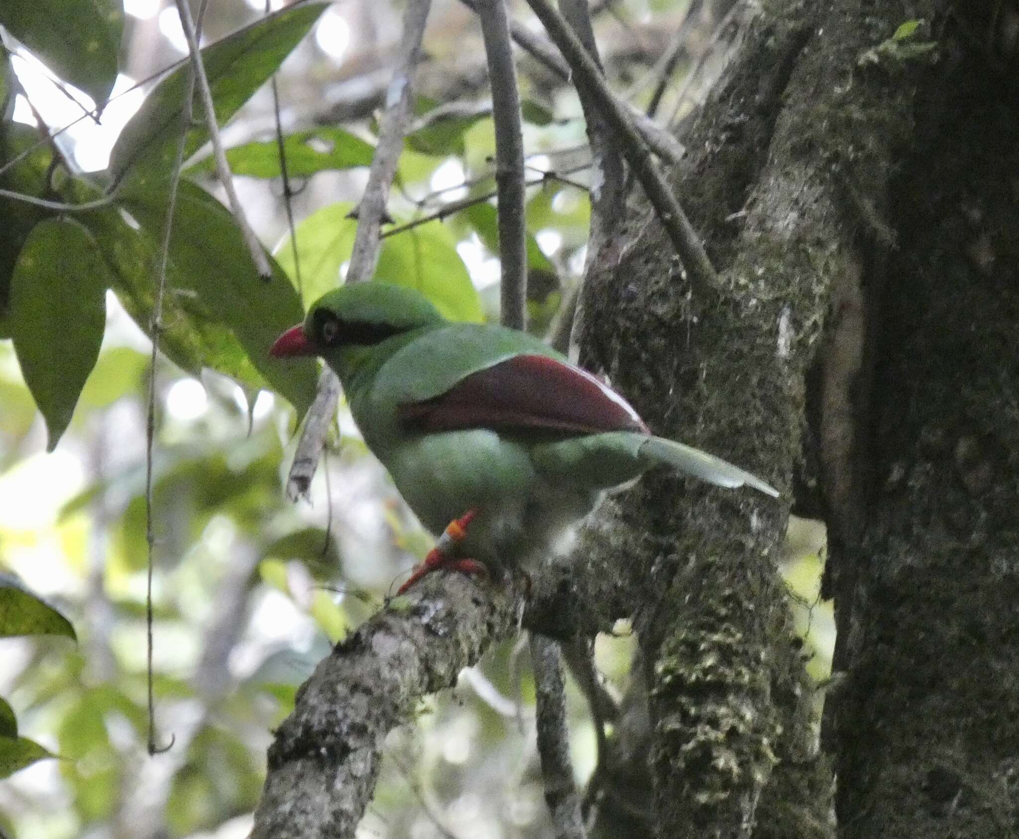 Image of Bornean Green Magpie