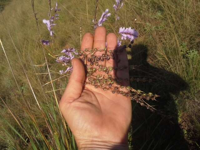 Image of Dierama formosum Hilliard