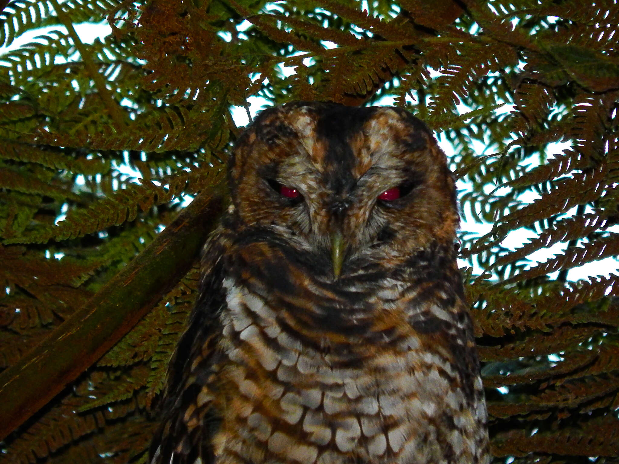 Image of Rufous-banded Owl