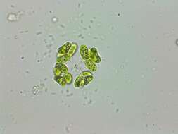 Image of Dimorphococcus Braun 1855