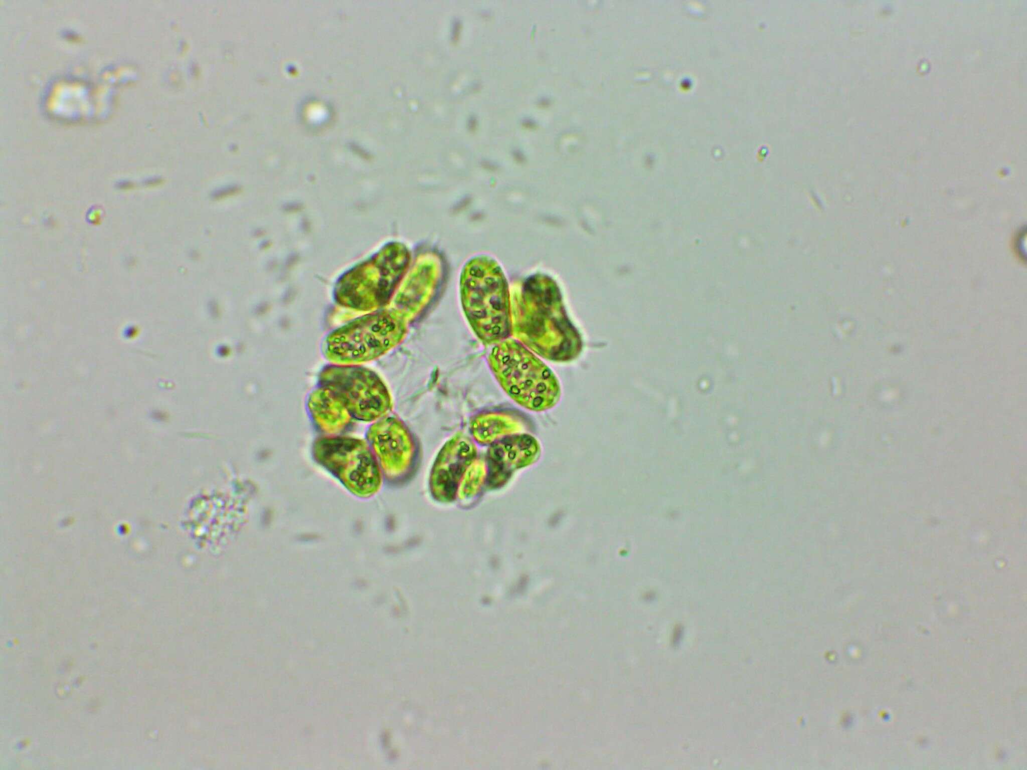 Plancia ëd Dimorphococcus Braun 1855