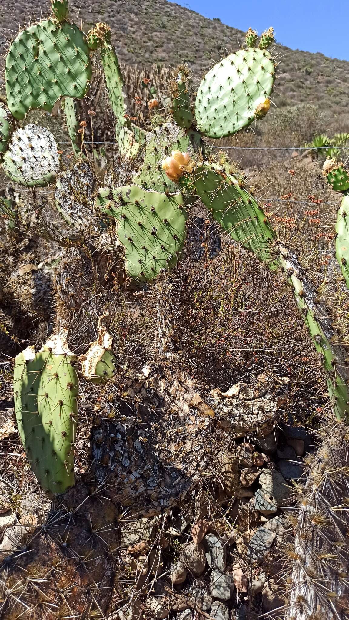 Sivun Opuntia clarkiorum kuva