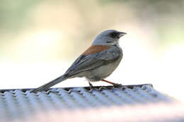 Image of Junco hyemalis dorsalis Henry 1858