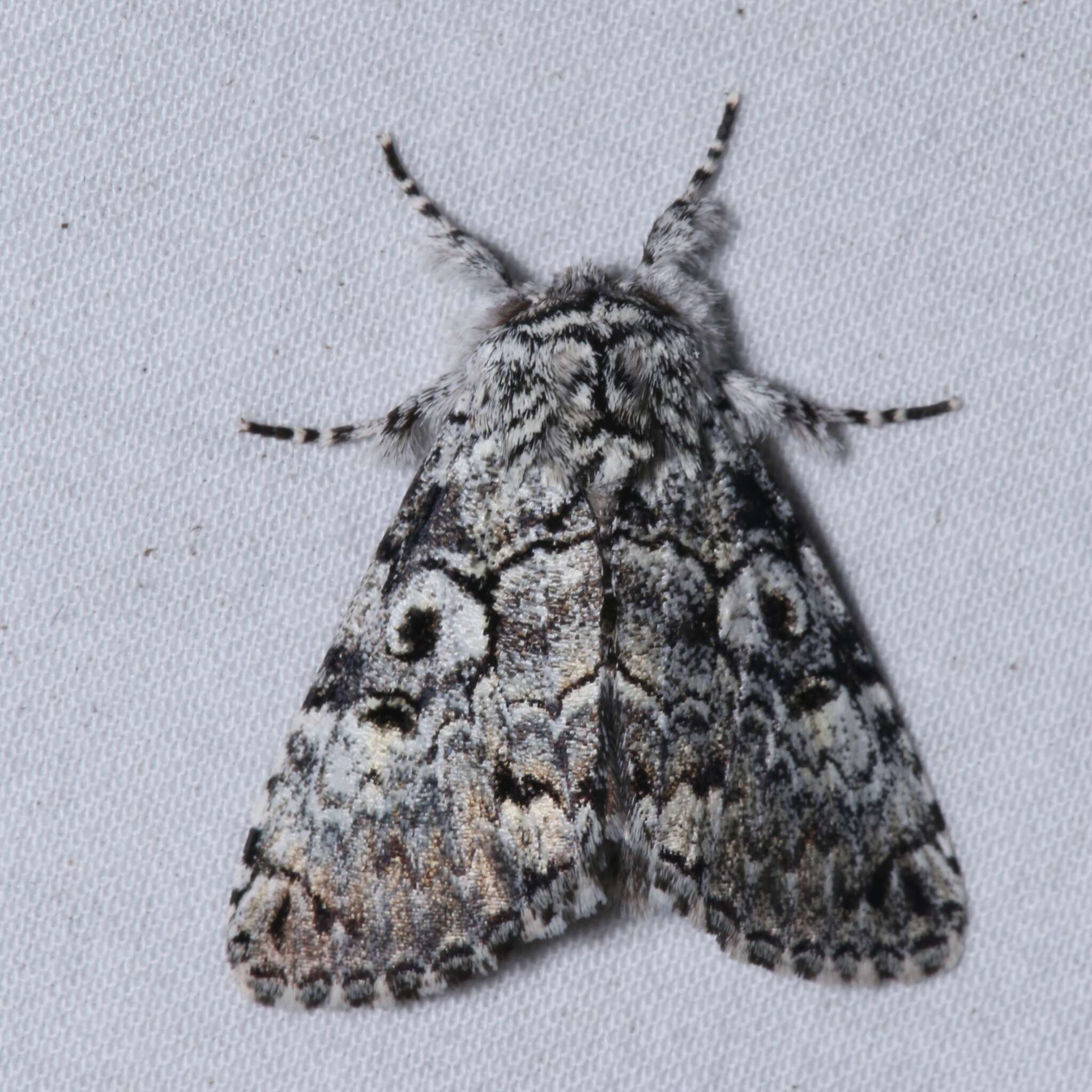 Image of The Laugher Moth