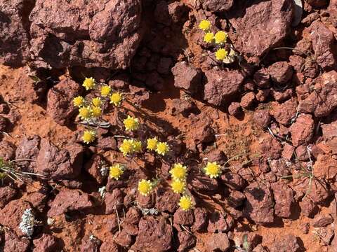 صورة Hyalosperma semisterile (F. Müll.) P. G. Wilson