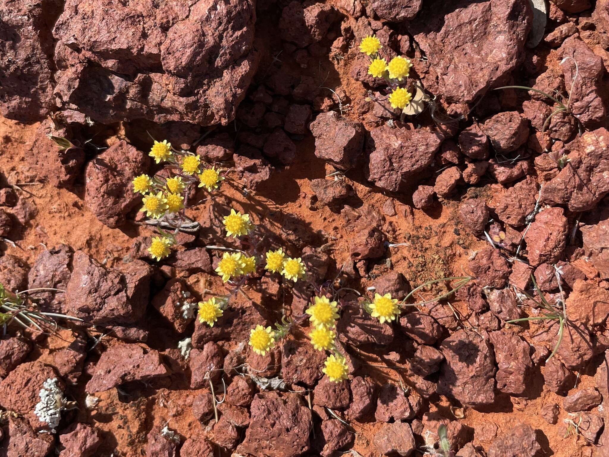 Image of Hyalosperma semisterile (F. Müll.) P. G. Wilson