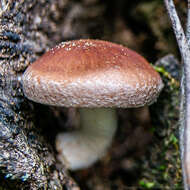 Plancia ëd Lentinula boryana (Berk. & Mont.) Pegler 1976