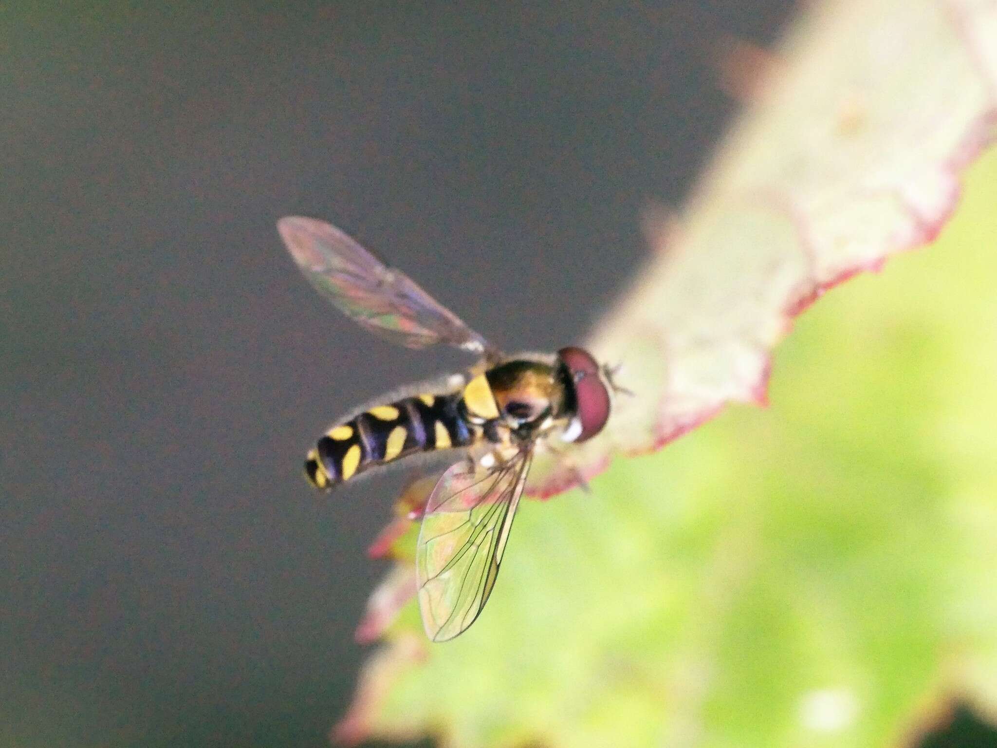 Image of Allograpta hortensis (Philippi 1865)