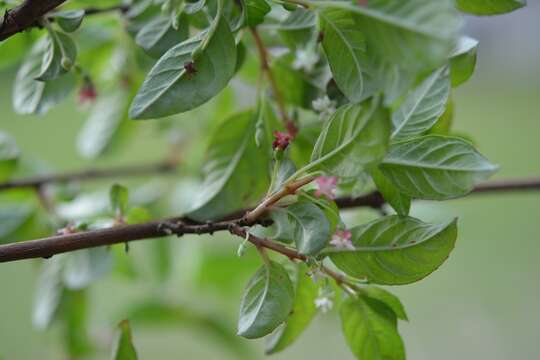 Fuchsia encliandra Steud.的圖片