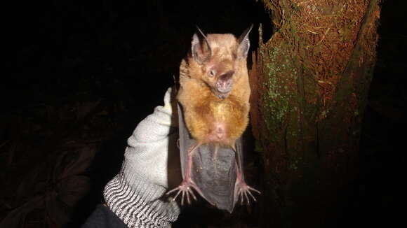 Image de lesser spear-nosed bat