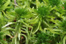 Image of flat-topped bog-moss