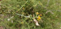 Image of Daviesia genistifolia Benth.