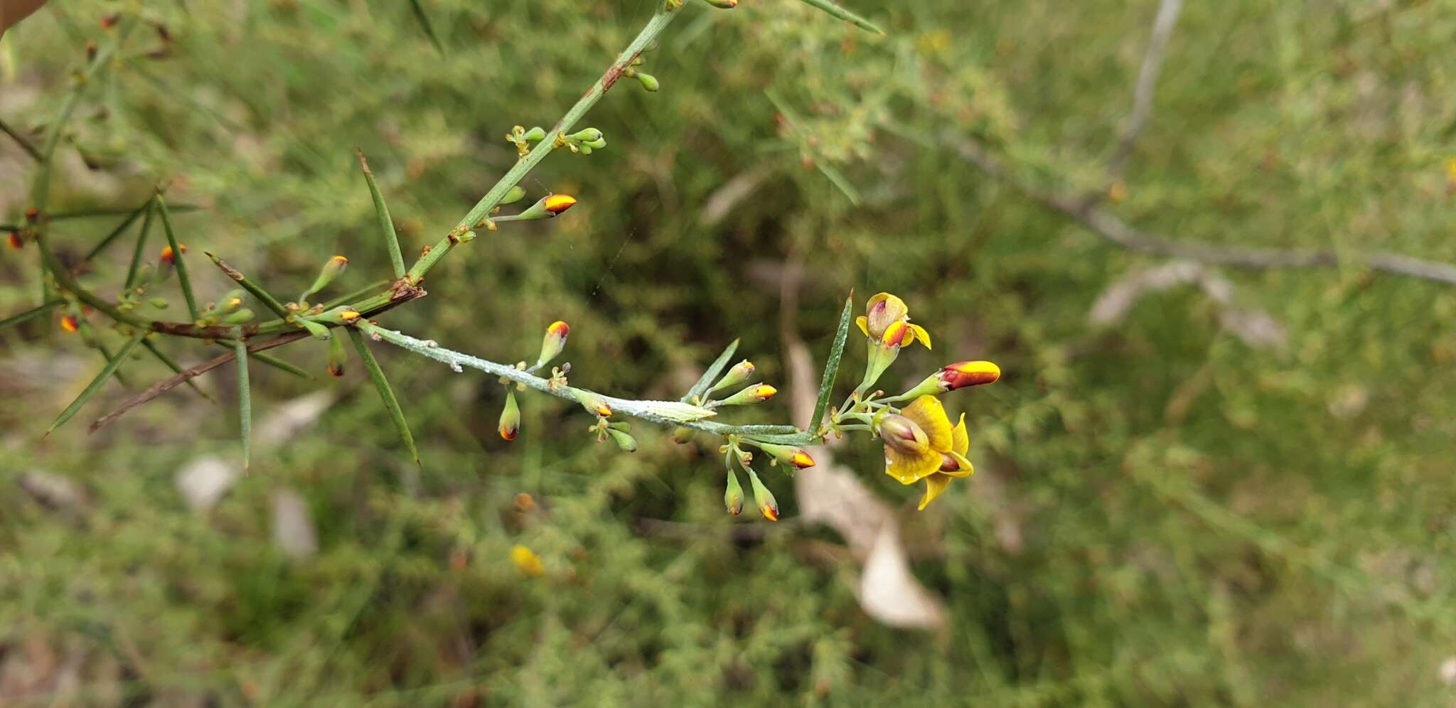 Image of Daviesia genistifolia Benth.