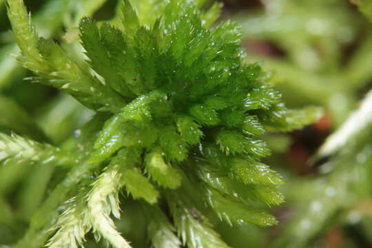 Image of flat-topped bog-moss