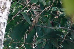 Image of Northern Variable Pitohui