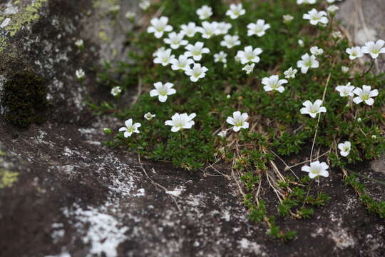 Image de Pseudocherleria imbricata (M. Bieb.) Dillenb. & Kadereit