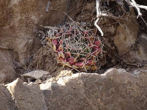 Image of little nipple cactus