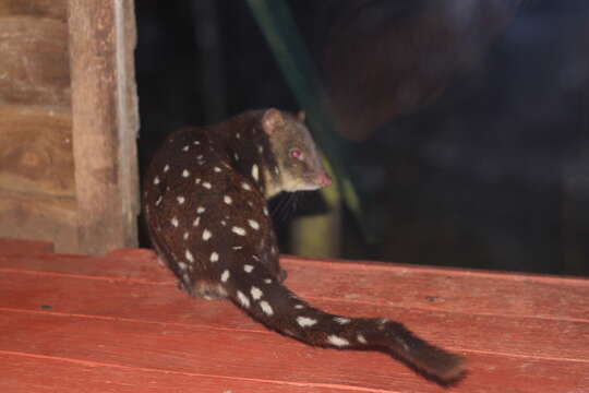 Image of quoll