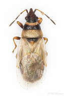 Image of Oxycarenus (Euoxycarenus) pallens (Herrich-Schaeffer & G. H. W. 1850)