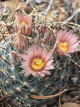 Image of greenflower nipple cactus