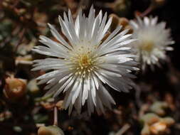 Image of Mesembryanthemum noctiflorum L.