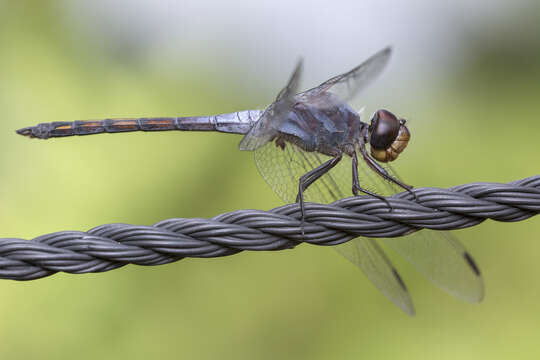 Image of Blue Chaser