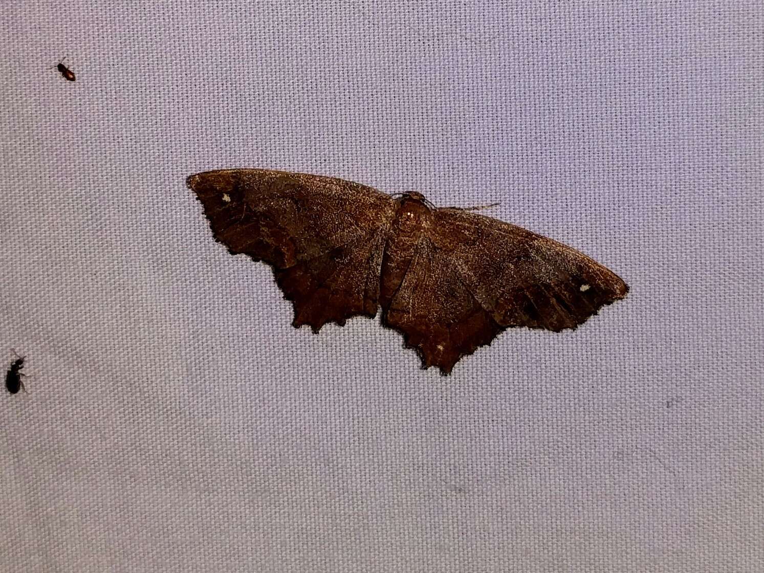 Image of Esther Moth