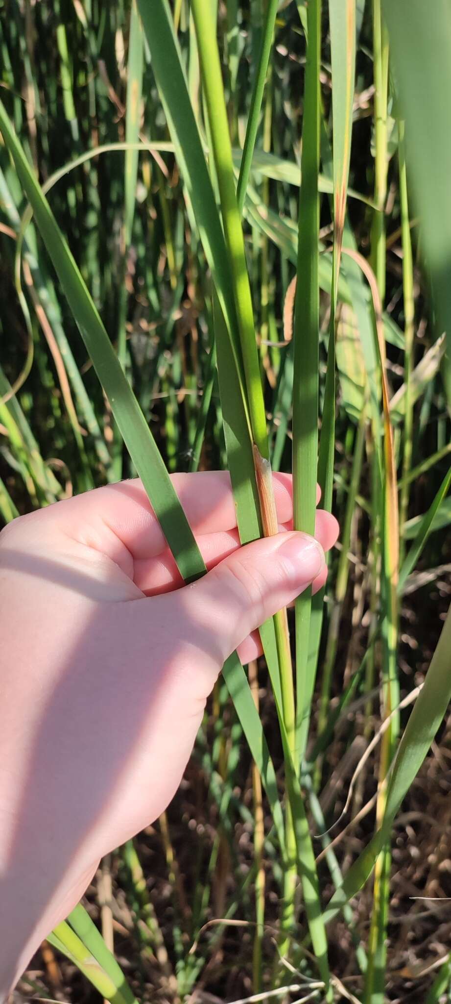 صورة Typha linnaei Mavrodiev & Kapit.