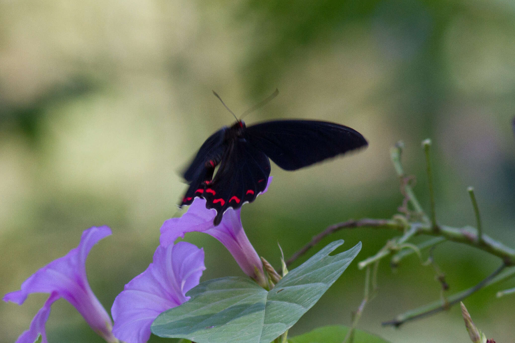 Parides montezuma (Westwood 1842) resmi