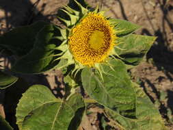 Image of Puccinia helianthi Schwein. 1822