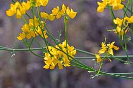 Plancia ëd Coronilla juncea L.