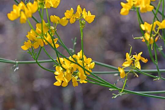 Image of Coronilla juncea L.