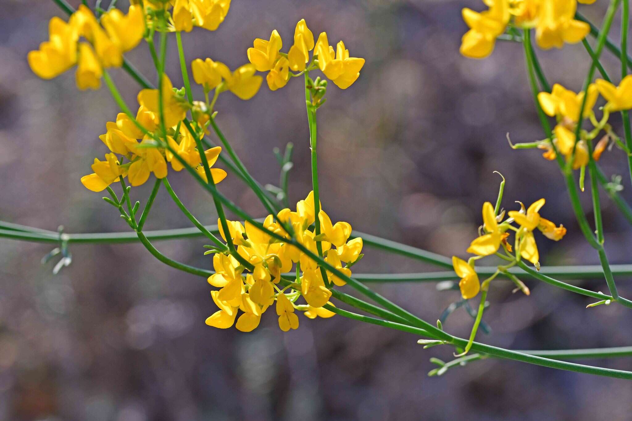 Plancia ëd Coronilla juncea L.