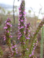 Image of Muraltia alopecuroides (L.) DC.