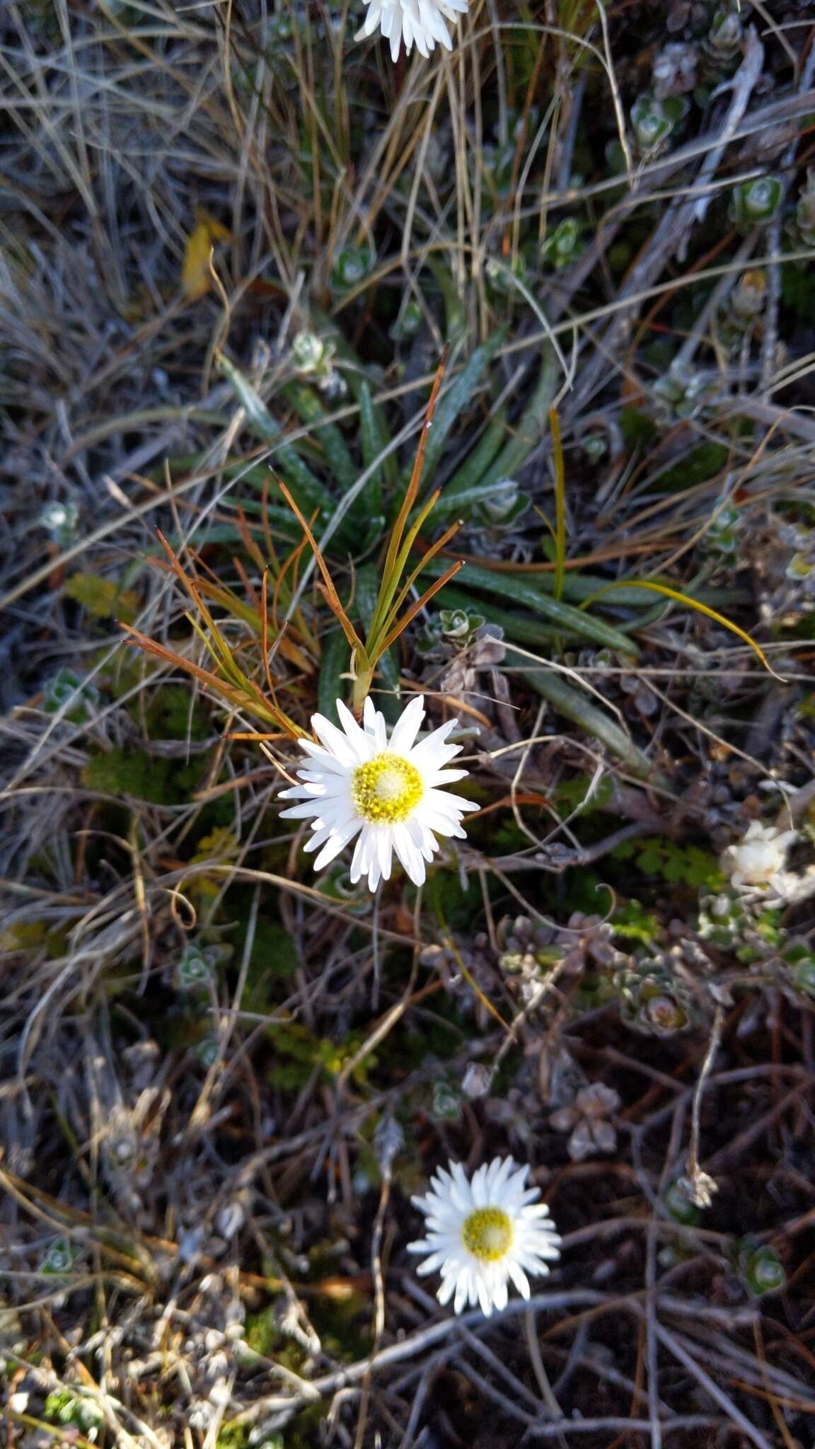 Plancia ëd Anaphalioides alpina (Cockayne) D. Glenny