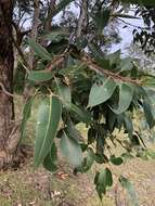 Imagem de Eucalyptus robusta Sm.