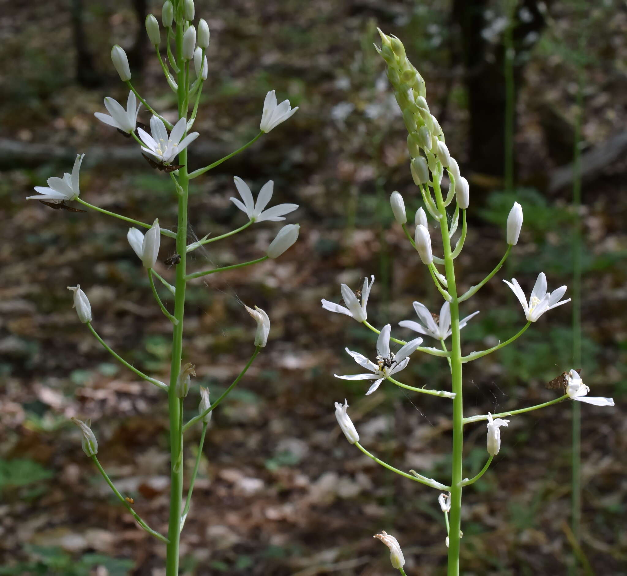 Image of Ornithogalum arcuatum Steven