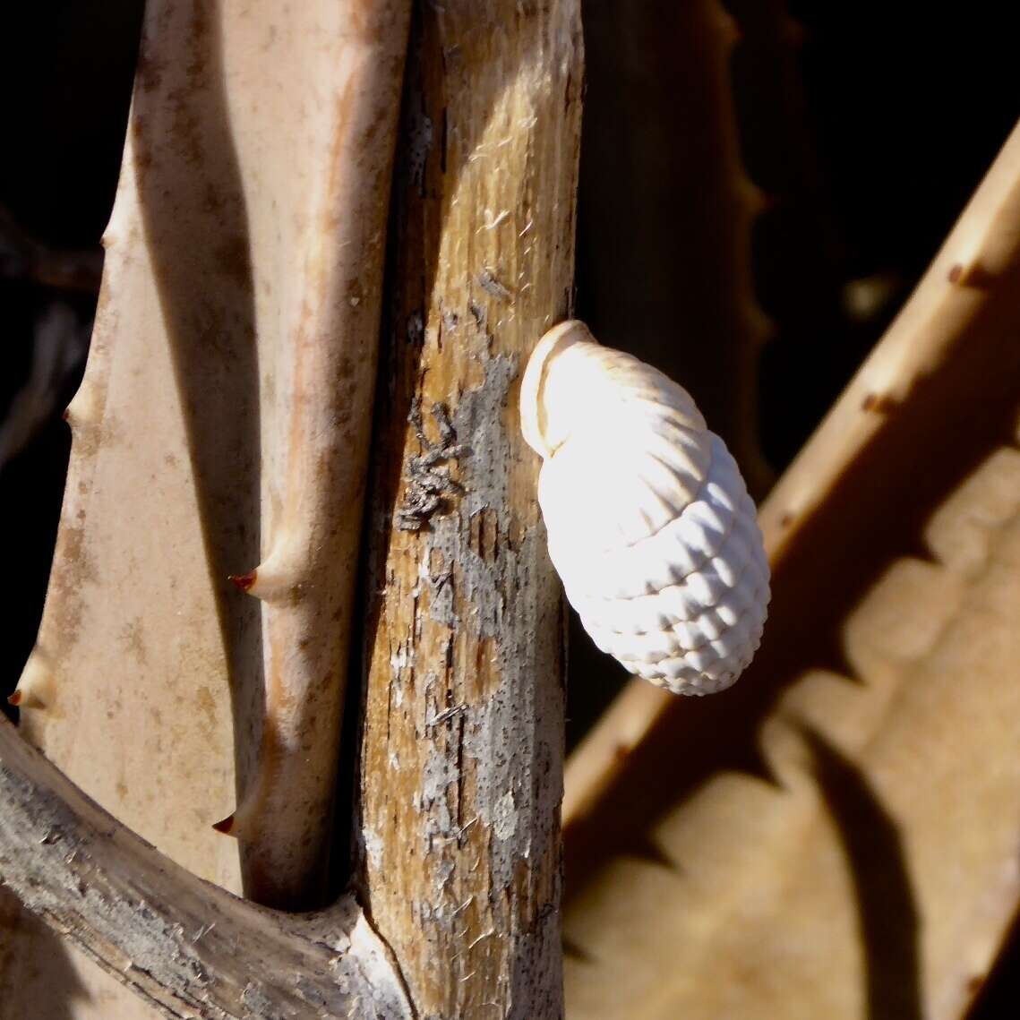 Cerion uva (Linnaeus 1758) resmi