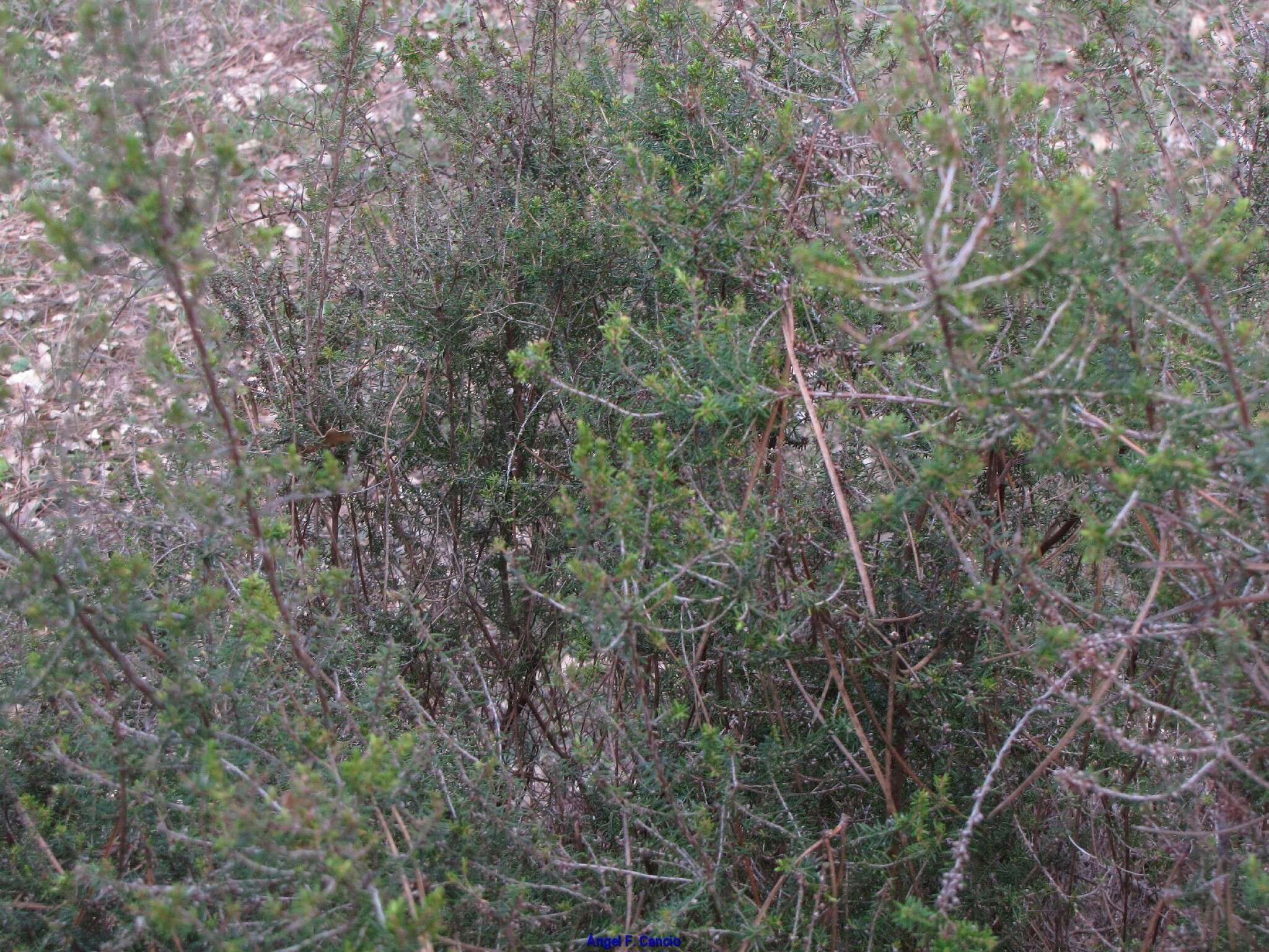 Image of green heather